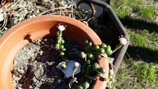 String of Pearls plant and its other-wordly bloom