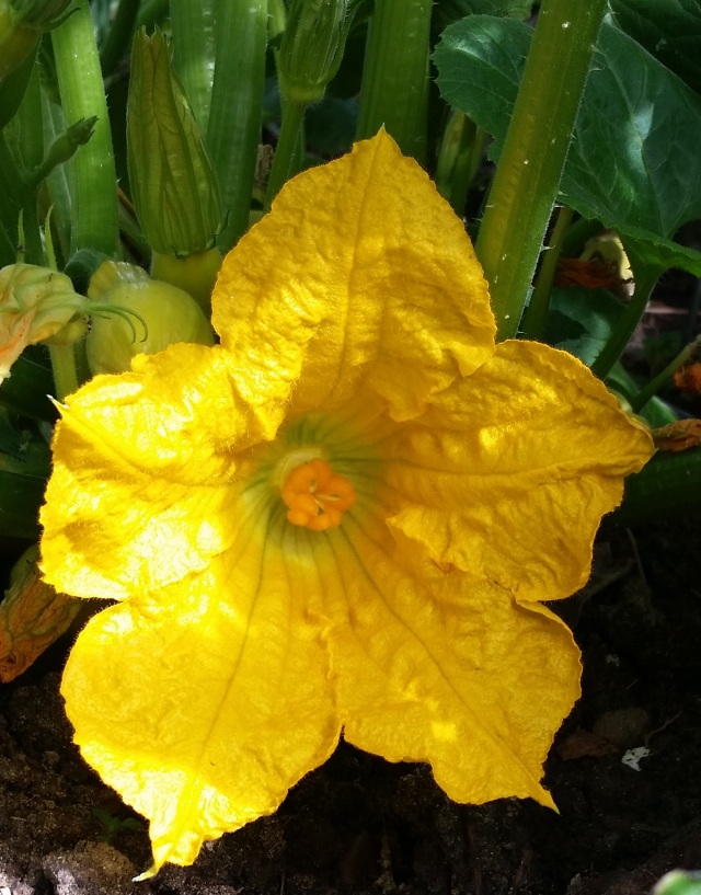Squash flowers are so beautiful!!