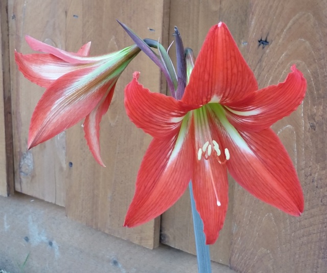 Amaryllis - These usually show up a bit earlier in the year here...shifting weather patterns